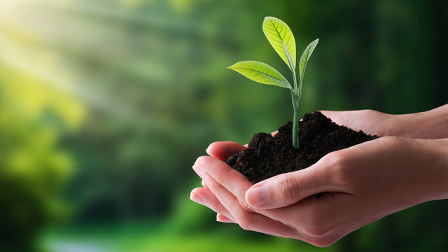 Ecology, protection of natural environment, earth day concept. Growing plant in human hands over green background.