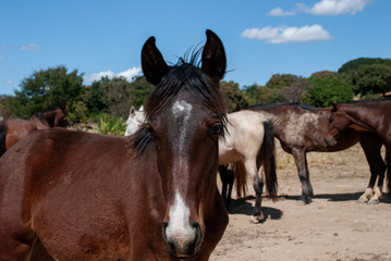 Obraz premium Horse Black and white horse