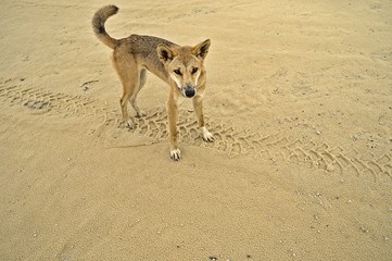 Wild dingo on Frazer Island approaching curiously