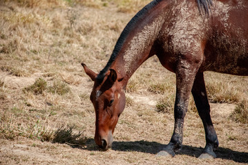 Horse
Black and white horse