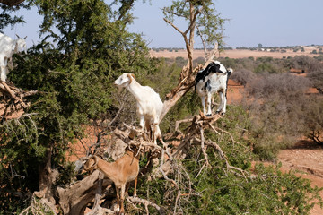 Heard of moroccan goats climbed on Argan tree and eating Argan nuts.