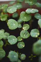 Leaves of a young seedlings of nasturtium that have recently been sprayed with water. Growing at the balcony. Home garden.