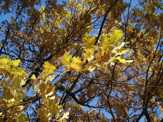 yellow oak leaves close-up on a background of a tree crown and blue sky in autumn