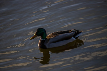 duck on the water, Duck 