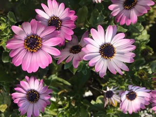 fleurs