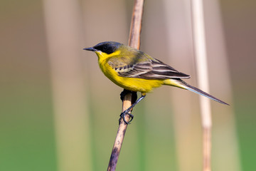 Western yellow wagtail wallpaper Western yellow wagtail