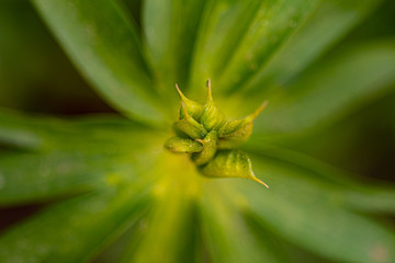Macro of the fruit of a winter aconite with its green in a blurry background
