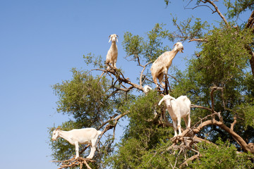 Heard of goats climbed on argan tree.