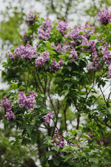Obraz premium Beautiful lilac blossom closeup. Fresh spring nature, botanic inspiration,
