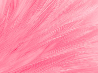 Beautiful abstract white and pink feathers on white background and soft white feather texture on pink  pattern and pink background, feather background, pink banners