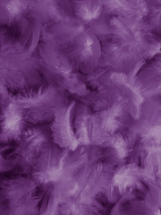 Fototapeta premium Beautiful abstract white and purple feathers on white background and soft white feather texture on white pattern and purple background, feather pink background , purple banners