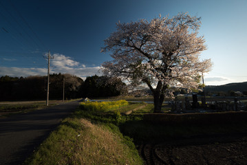 田舎の畑にある一本桜と朝日