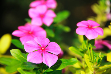 natural pink flowers periwinkle on a background of green leaves