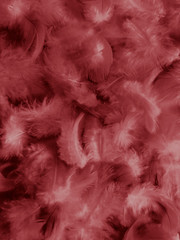 Beautiful abstract white and red feathers on white background and soft white feather texture on red pattern and red background, pink feather background , white banners