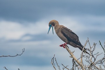 Red footed booby