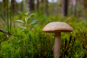 Mushroom in the forest. A fabulous summer forest and its inhabitants.