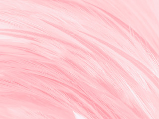 Beautiful abstract white and pink feathers on white background and soft white feather texture on pink  pattern and pink background, feather background, pink banners