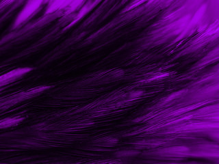Beautiful abstract white and purple feathers on white background and soft white feather texture on white pattern and purple background, feather pink background , purple banners
