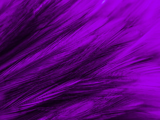 Beautiful abstract white and purple feathers on white background and soft white feather texture on white pattern and purple background, feather pink background , purple banners