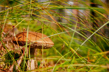 Mushroom in the forest. A fabulous summer forest and its inhabitants.