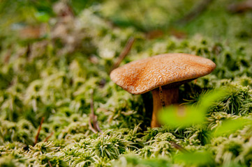 Mushroom in the forest. A fabulous summer forest and its inhabitants.