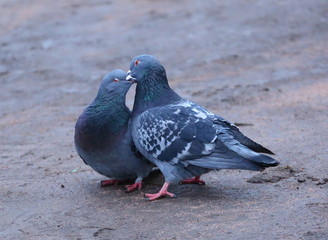 A dove and a dove kiss on the ground