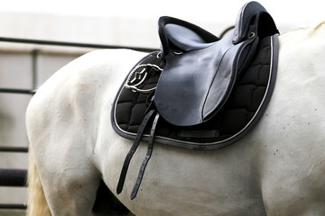 Photo of a sport horse during dressage competition under saddle