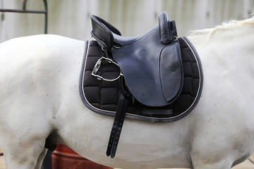 Photo of a sport horse during dressage competition under saddle