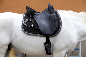 Photo of a sport horse during dressage competition under saddle