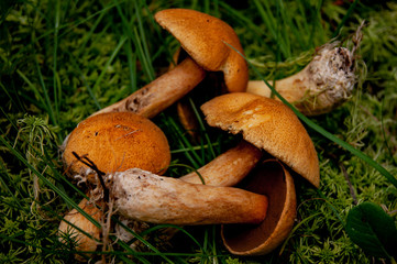 Picked up mushrooms in the forest. Mushrooms lie on the grass.