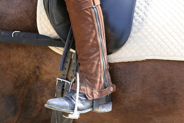 Photo of a sport horse during dressage competition under saddle