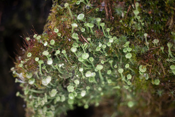 Moss grows on a bolt