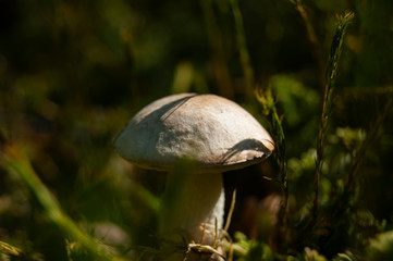 Mushroom in the forest. A fabulous summer forest and its inhabitants.