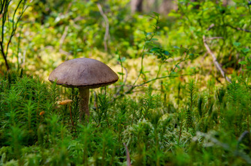 Mushroom in the forest. A fabulous summer forest and its inhabitants.