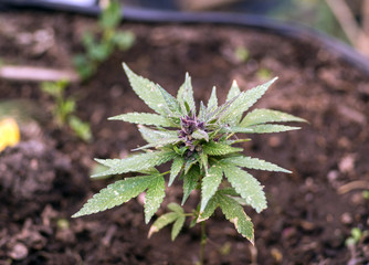 Cannabis, also known as marijuana among other names