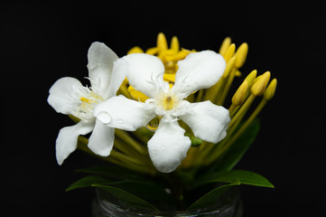 Naklejka na ściany i meble Close up of Small White Flowers.