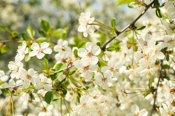 Blooming gardens in spring, blooming spring tree. Sunny spring day