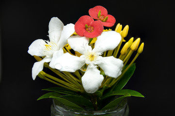 Close up of Small White, Red, Yellow  Flowers.