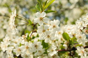 Blooming gardens in spring, blooming spring tree. Sunny spring day