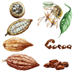 Set of whole and cut cocoa pods, beans, flower and leaf on a white background. Hand drawn watercolor.