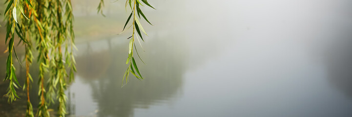 lonely willow tree branch hangs over water of river or lake in foggy weather in park