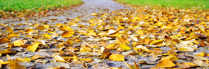 Earthen path in park is covered with bright yellow autumn leaves of aspen, trees background.