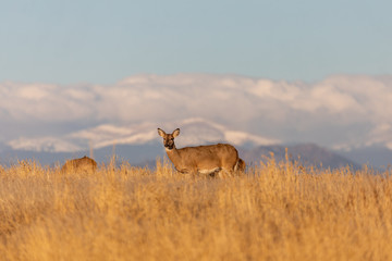 Whitetail Deer Doe During the Rut in Colorado in Auutmn