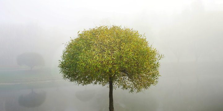 willow tree with curly crown and green thin leaves on bank of river in city park in early morning in foggy weather
