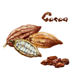 Whole and cut cocoa pods and beans, on a white background. Hand drawn watercolor.