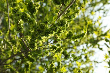 Blooming gardens in spring, blooming spring tree. Sunny spring day