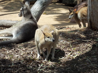 Kangaroos playing in the garden