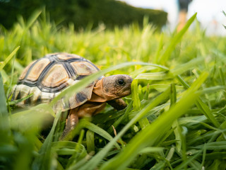 Baby turtle walking on grass closeup