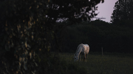 Obraz na płótnie Canvas Horse sunset