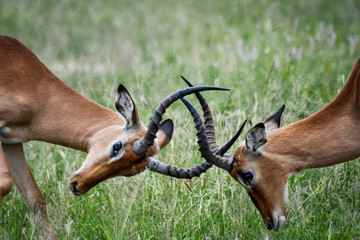 impala in the savannah